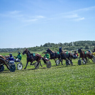 Courses hippiques
