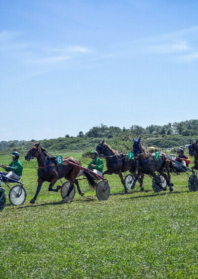 Courses hippiques