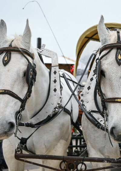 Calèche et déambulation du Père Noël
