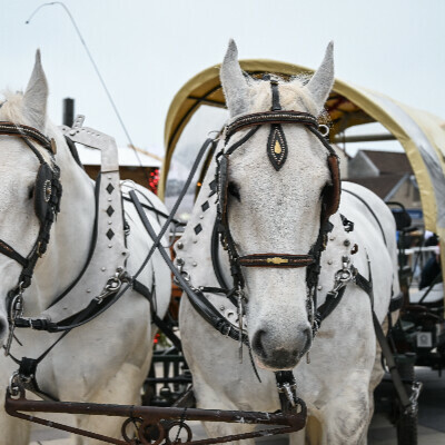 Calèche, poneys et déambulation du Père Noël