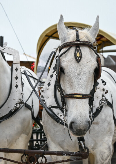 Calèche, poneys et déambulation du Père Noël