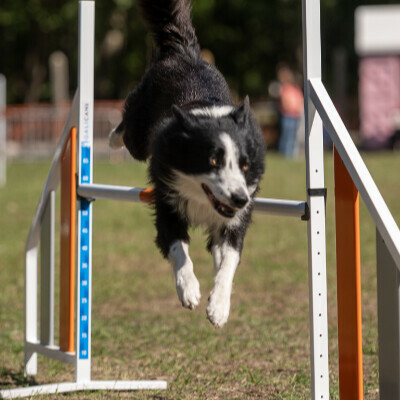 Concours agility des Tchiens Berckois