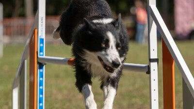 Concours agility des Tchiens Berckois