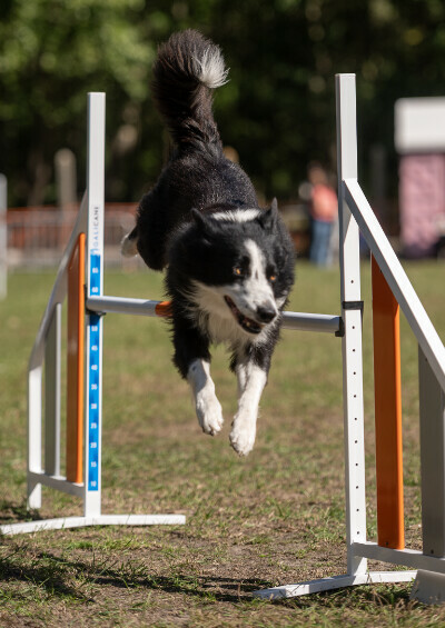 Concours agility des Tchiens Berckois